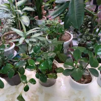 گل طبیعی|گل و گیاه طبیعی|خرم‌آباد, |دیوار