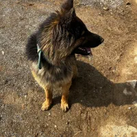 ژرمن|سگ|همدان, |دیوار