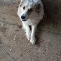 معاوضه دارم با کبوتر