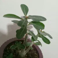 نخل و...|گل مصنوعی|تبریز, |دیوار