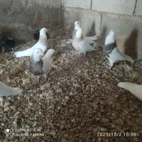 طوقی کبوتر|پرنده|شوشتر, |دیوار