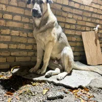 این سگ حوالی امامزاده روستای صالح اباد گم شده