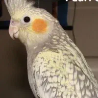 عروس هلندی با وسایل