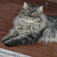 گربه هیمالین پرشین