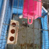 فنج|پرنده|باغ بهادران, |دیوار