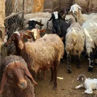 بز و گوسفند