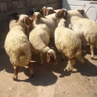 ۹عددمیش داشتی سه تاازشون زاید اونا هم ابست