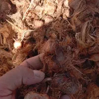 پیاز زعفران ۵۰ مخصوص خطا کاری