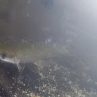 ماهی الیگیتور سر سوسماری