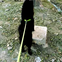 جفت گیری سگ|سگ|کرج, شهرک سهرابیه|دیوار