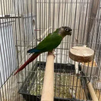 طوطی گیرینچیک