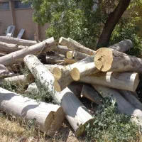 خریدانواع چوب ودرختان وهرزکاری باغات وباغچه ها|خدمات باغبانی و درختکاری|تهران, شهید رجایی|دیوار