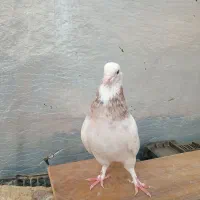 هما ماده عطیقه|پرنده|نکا, |دیوار