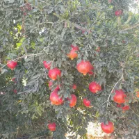 اجاره میوه باغ انار|اجارهٔ دفتر صنعتی، کشاورزی، تجاری|فسا, |دیوار