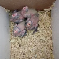 مشاوره جوجه کشی و نگهداری از عروس هلندی
