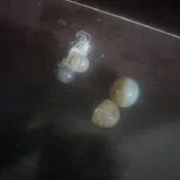 سنگ مهره