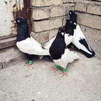 کله سیاه سینه سیاه کرباتی ماده