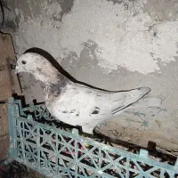 کفتر جوانه
