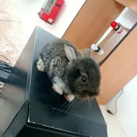 یک جفت خرگوش لوپ خیلی خوشگل