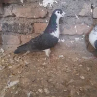 کفتر پرشی غریبه