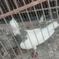 ۲۱ کفتر ماده|پرنده|شیراز, اکبر آباد|دیوار