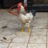 خروس