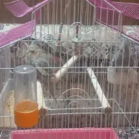 عروس هلندی|پرنده|شیراز, شیخ علی چوپان|دیوار