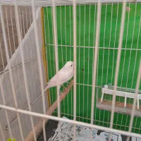 قناری نر. بدون قفس