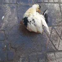 اردک فروشی|حیوانات مزرعه|مشهد, شهید قربانی|دیوار