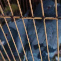 کفتر پولکی سبز|پرنده|سلامی, |دیوار