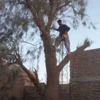 اره بنزینی اجاره قطع و ریز کردن درختان درمحل پیکور|خدمات پیشه و مهارت|زاهدان, |دیوار