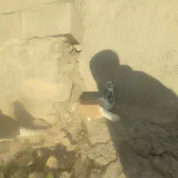 کبوتر|پرنده|دهدشت, |دیوار