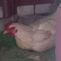 مرغ|حیوانات مزرعه|قزوین, |دیوار