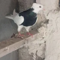 کبوتر