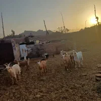بزغاله نر و ماده|حیوانات مزرعه|فردوس (خراسان), |دیوار