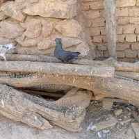 انواع مرغ زینتی|پرنده|لردگان, |دیوار