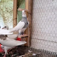 کفتر طوقی|پرنده|مشهد, رضاشهر|دیوار