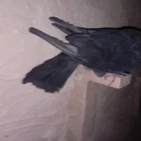 نر سیا کرمونی