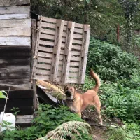 سگ سرابی نصل پله ی میانه واگزاری