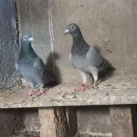 کبوتر  پلاکی