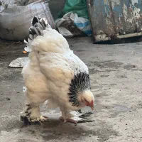 تخم نطفه دار برهما لایت رومانی