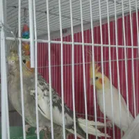 نروماده عروس هلندی با جوجه