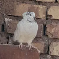 کفتر|پرنده|کوهپایه, |دیوار