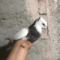 طوقی|پرنده|اسفراین, |دیوار