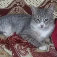 دو گربه دختر