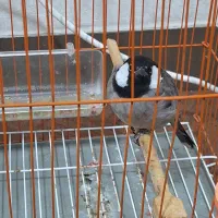 فنچ|پرنده|بوشهر, |دیوار