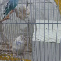 مرغ عشق|پرنده|تهران, آهنگ|دیوار