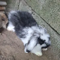 خرگوش مینی لوپ بالغ|موش و خرگوش|لشت نشا, |دیوار