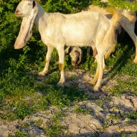 بز گلابی|حیوانات مزرعه|چغادک, |دیوار