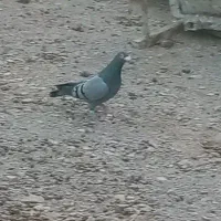 سبز مسافتی|حیوانات|فردوس (خراسان), |دیوار